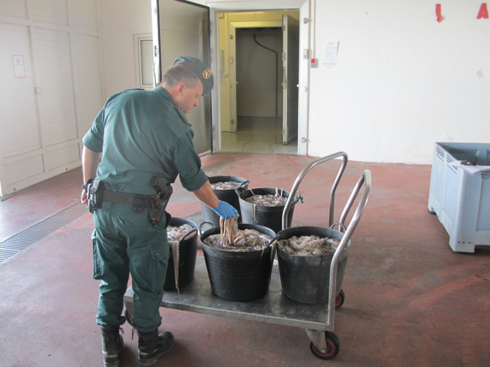 Incautados 181 kilos de pulpo inmaduro en un control de carretera en Albuol